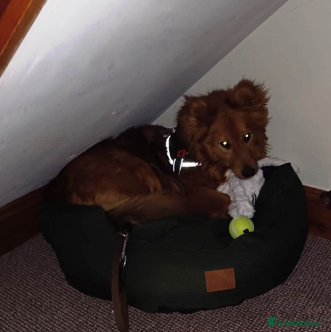 Mixed Breed dogs for adoption: MONTY – an example of Resilience and Devotion - Advert 27