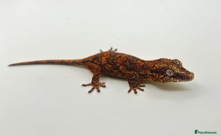 Gecko reptiles - Advert 4