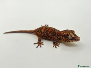 Gecko reptiles - Advert 34