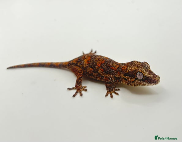 Gecko reptiles - Advert 5