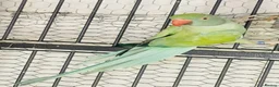Parakeets birds for sale: Indian Ringneck parrot  - Advert 2