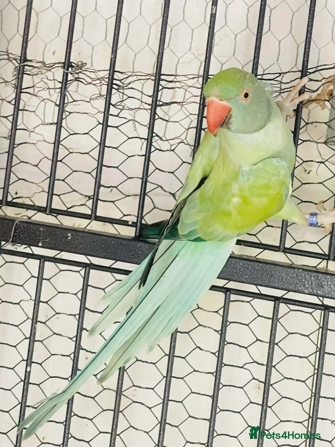 Parakeets birds for sale: Indian Ringneck parrot  - Advert 2
