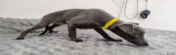 Whippet dogs for sale: (Solid) Blue Whippet KC Registered Puppies - Advert 12