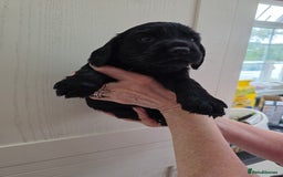 Cocker Spaniel dogs for sale: LAST BOY REMAINING REDUCED kc reg! Cocker spaniel - Image 7