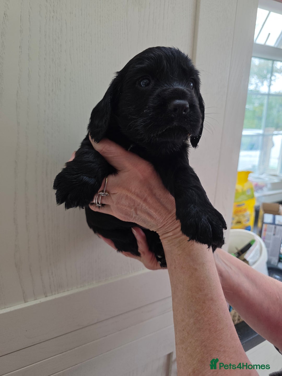 Cocker Spaniel dogs for sale: LAST BOY REMAINING REDUCED kc reg! Cocker spaniel - Image 7