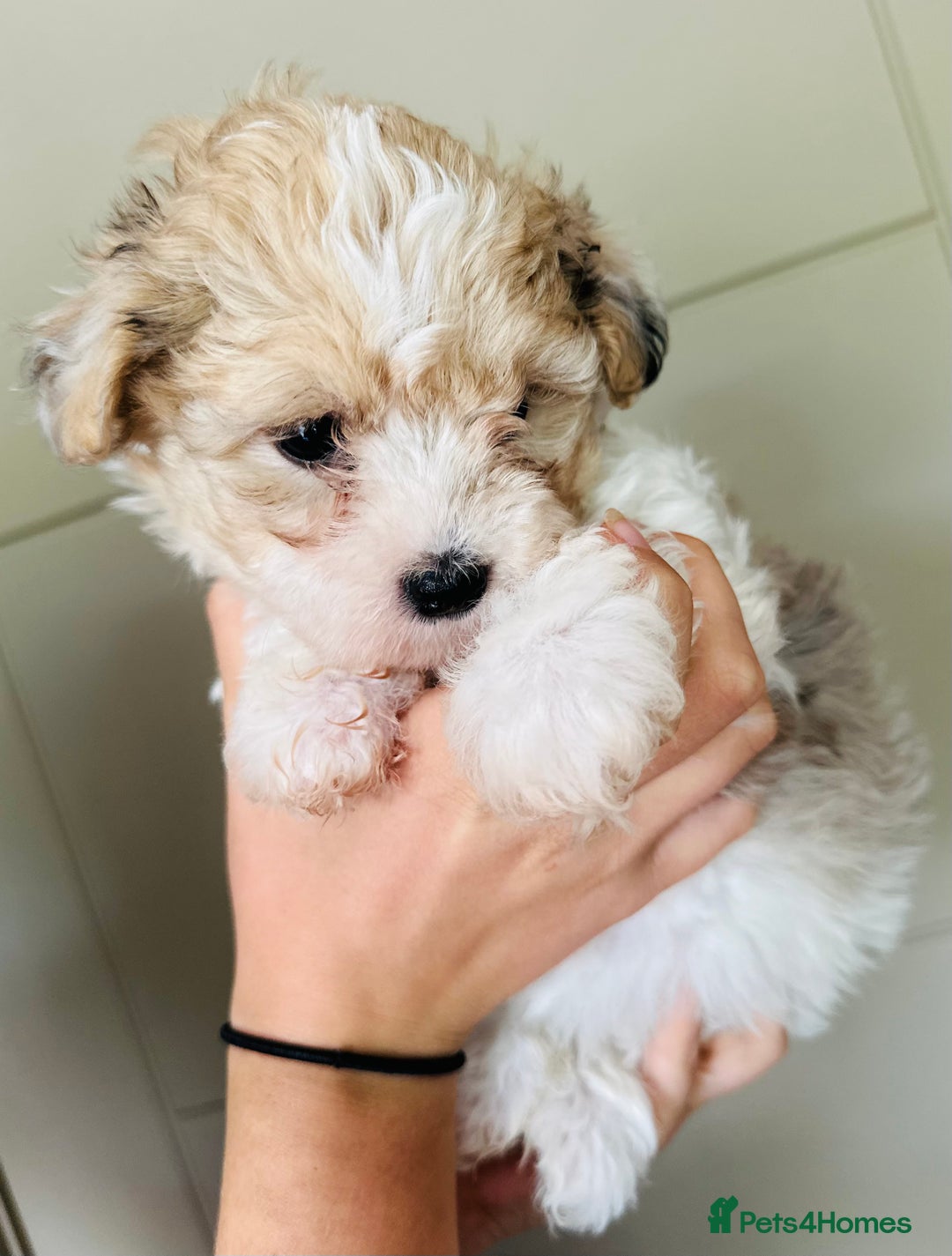 Mixed Breed dogs for sale: Litter of 5 beautiful puppies - Image 1