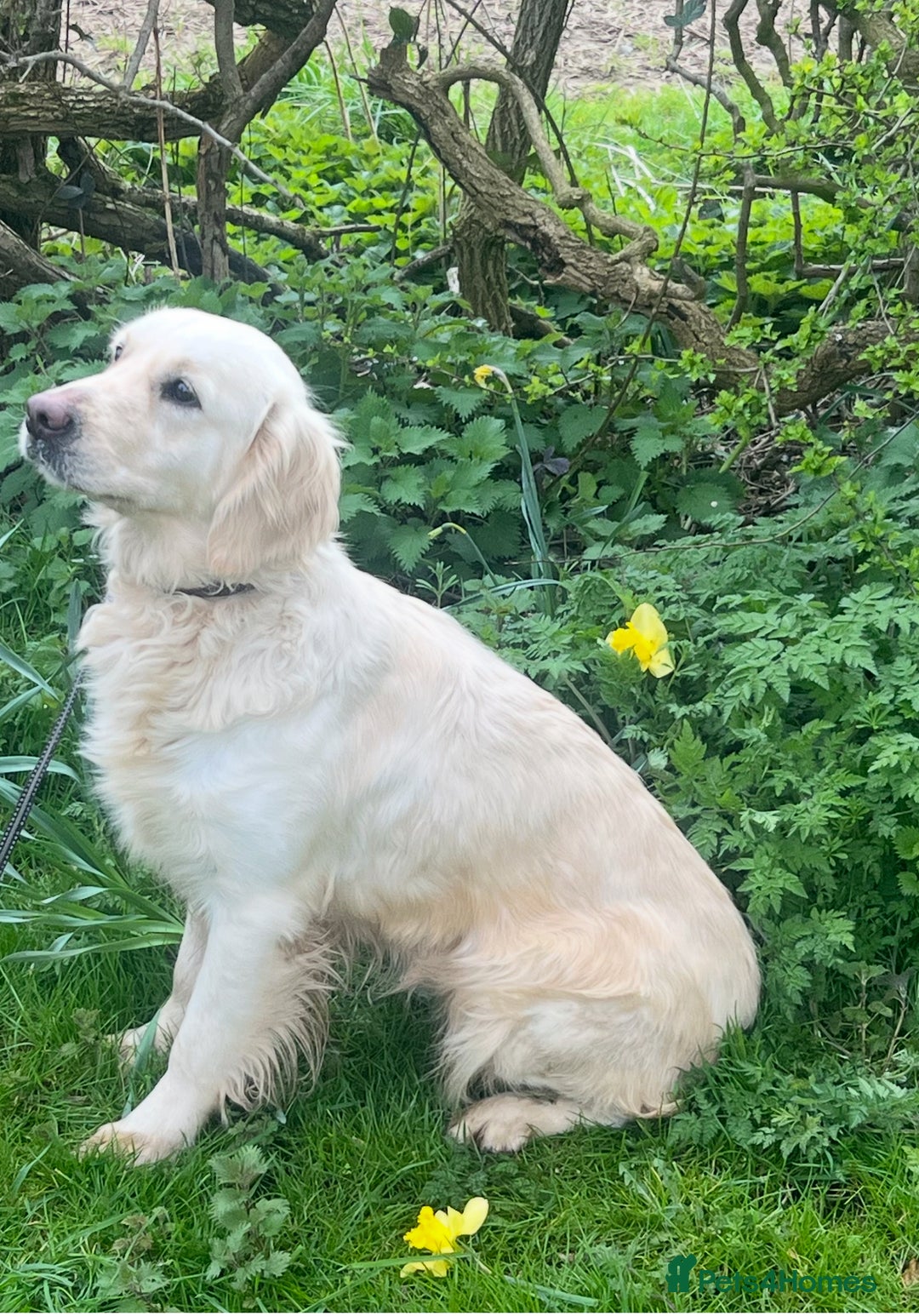 Golden Retriever dogs for sale: Gorgeous Golden Retriever - Advert 2