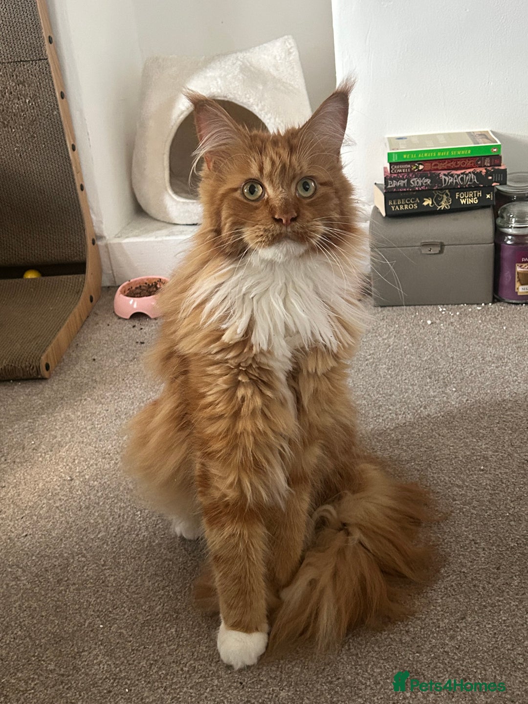 Maine Coon cats for sale: Bob The Cat 🐱 Maine Coon for sale! - Image 7