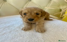 Cockapoo dogs for sale: 4⭐️Licensed F1b Cockapoos Exceptionally Bred - Image 2