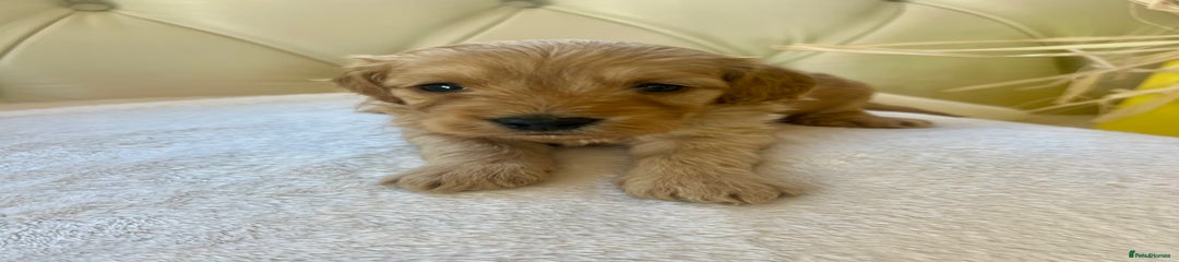 Cockapoo Puppy 1
