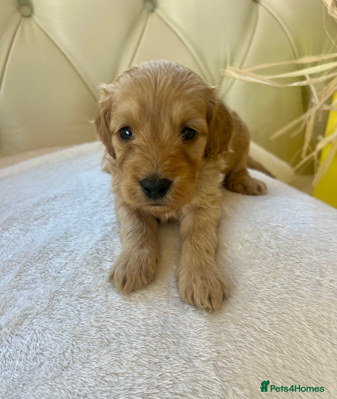 Cockapoo dogs for sale: 4⭐️Licensed F1b Cockapoos Exceptionally Bred - Image 2