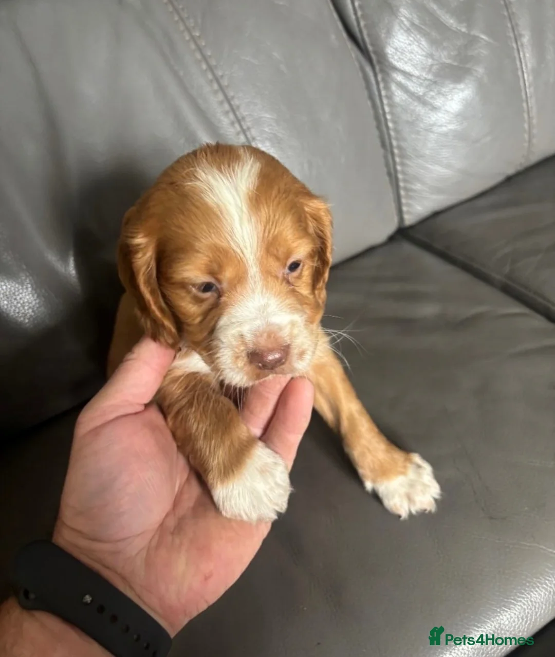 Cocker Spaniel dogs for sale: 3 cocker spaniel puppies for sale  - Advert 2