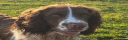 English Springer Spaniel dogs for sale: KC Health Tested, Home Reared 5 ⭐️ Liver Pups - Advert 6