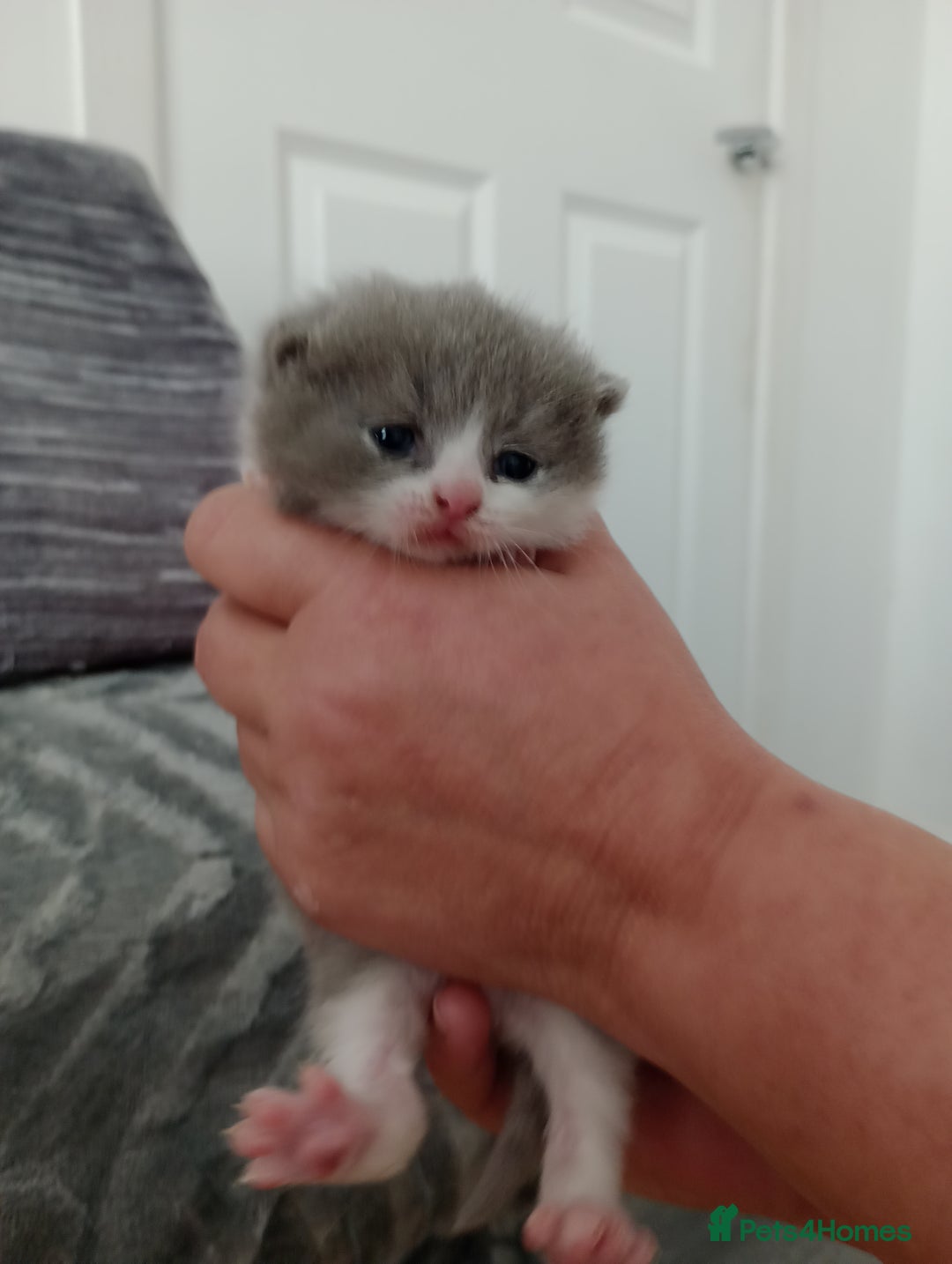 British Shorthair cats for stud: British Shorthair Cream/White 💙 Lilac/Blue Spot in Manchester - Advert 7