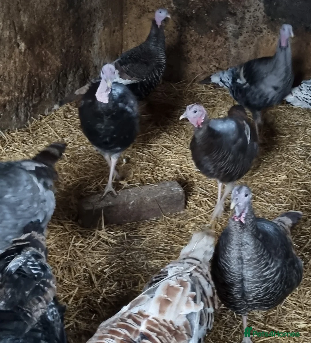 Turkeys poultry for sale: Turkey hens for sale  - Advert 2