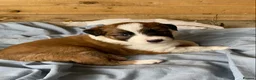 Border Collie dogs for sale: Striking Welsh Red & White Border Collies in Montgomery - Advert 3