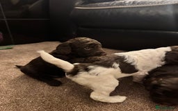 Cockapoo dogs for sale: F2 Cockapoo Puppies - Image 5