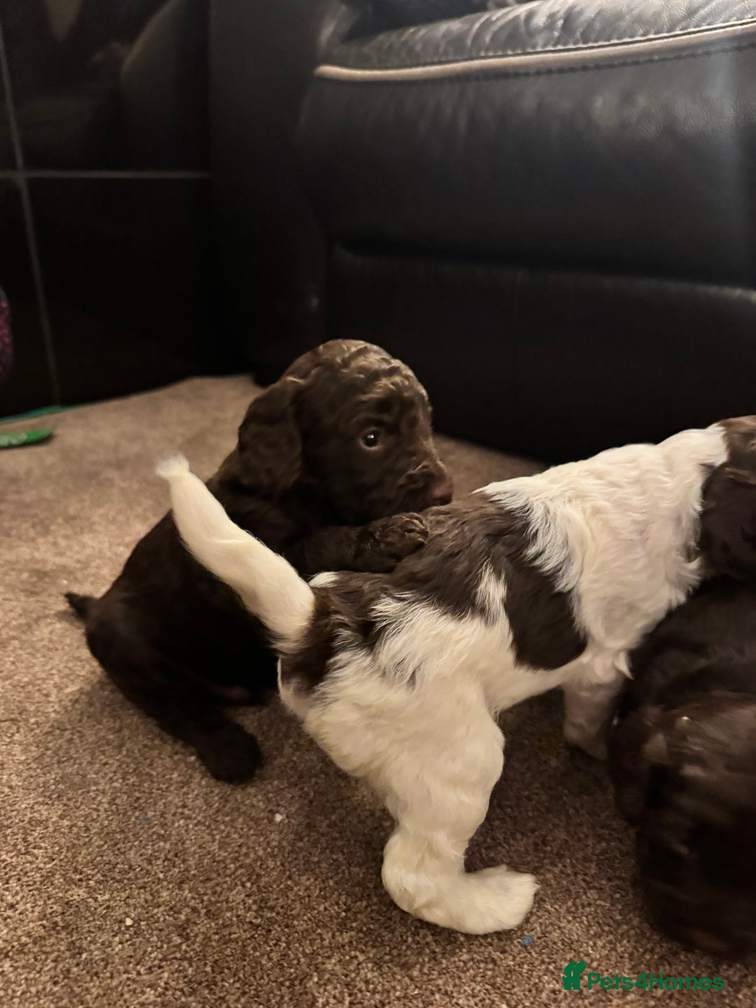 Cockapoo dogs for sale: F2 Cockapoo Puppies - Image 5