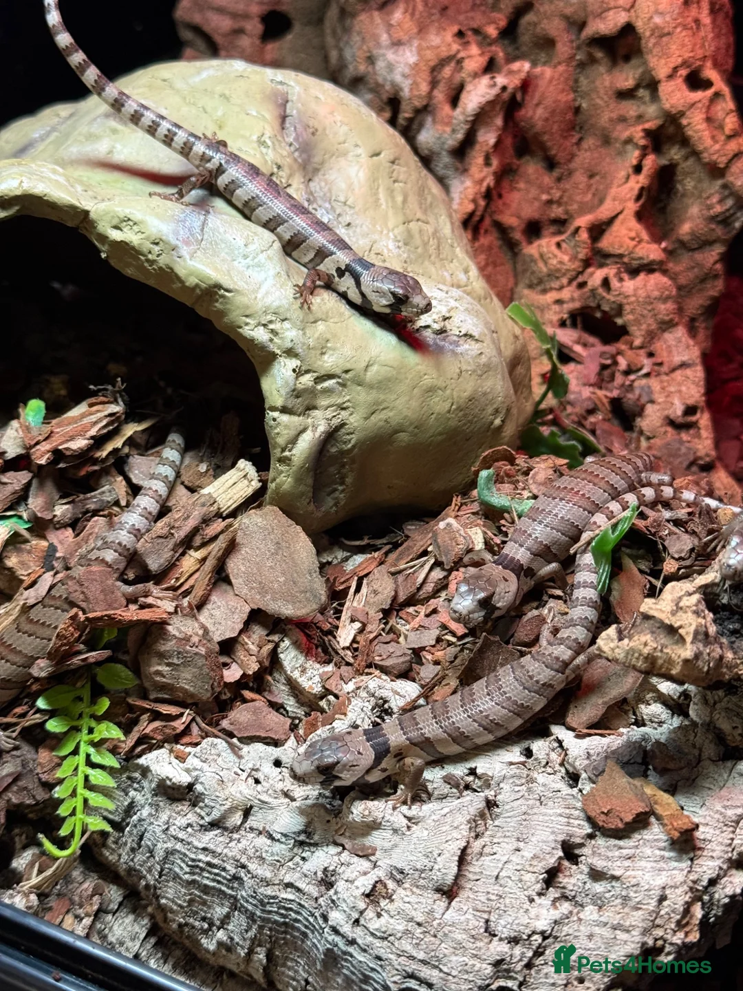 Skink reptiles for sale: Baby pink tongue skinks cheapest in the uk!! - Advert 7