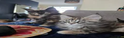 Maine Coon cats for sale: Five Beautiful Maine Coon Kittens - Advert 9