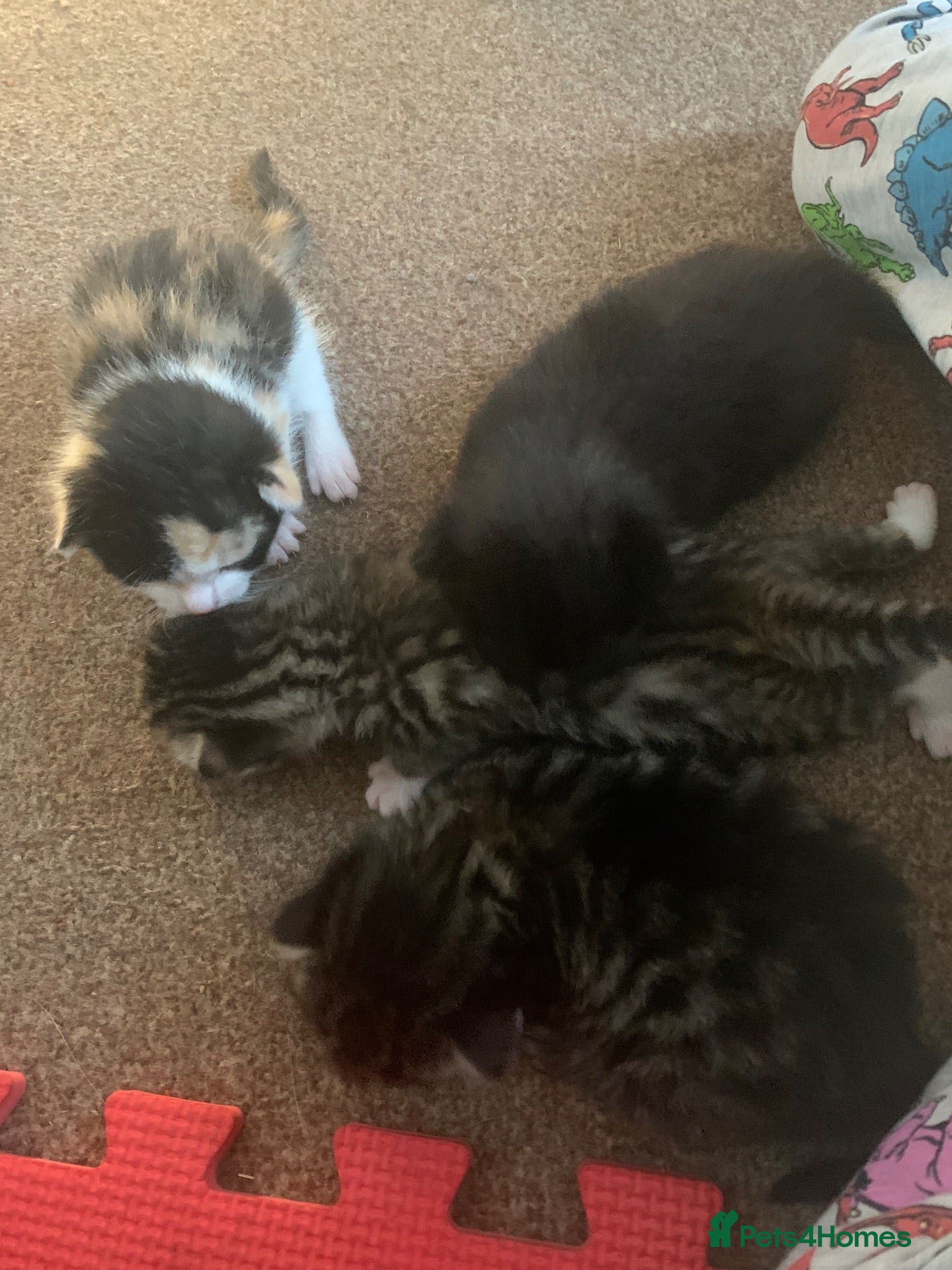 Mixed Breed cats 3 female  - Advert 1