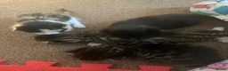 Mixed Breed cats for sale: 3 female  in Leicester - Advert 1
