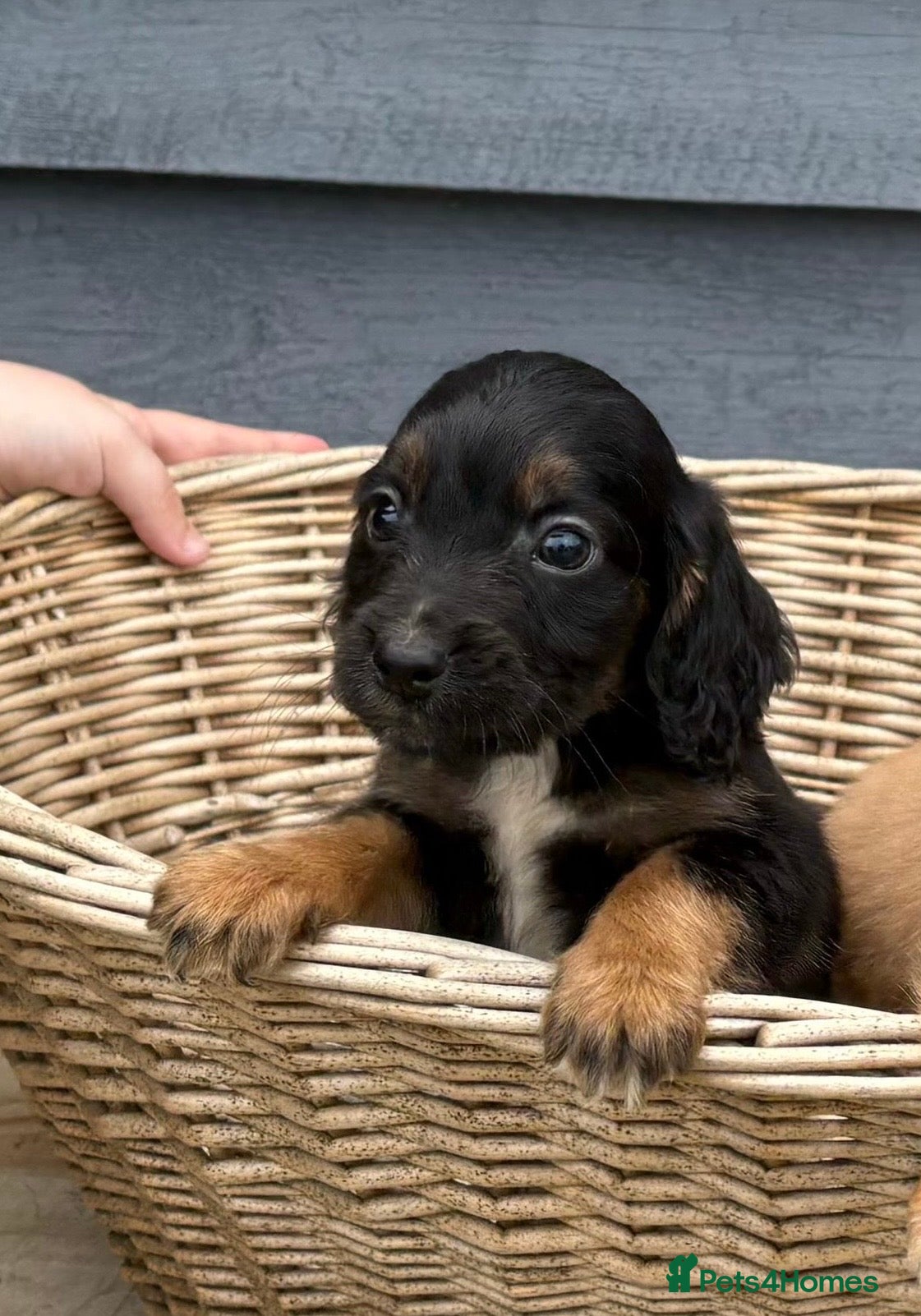 Cocker Spaniel dogs DNA health tested cocker spaniel pups - Advert 2
