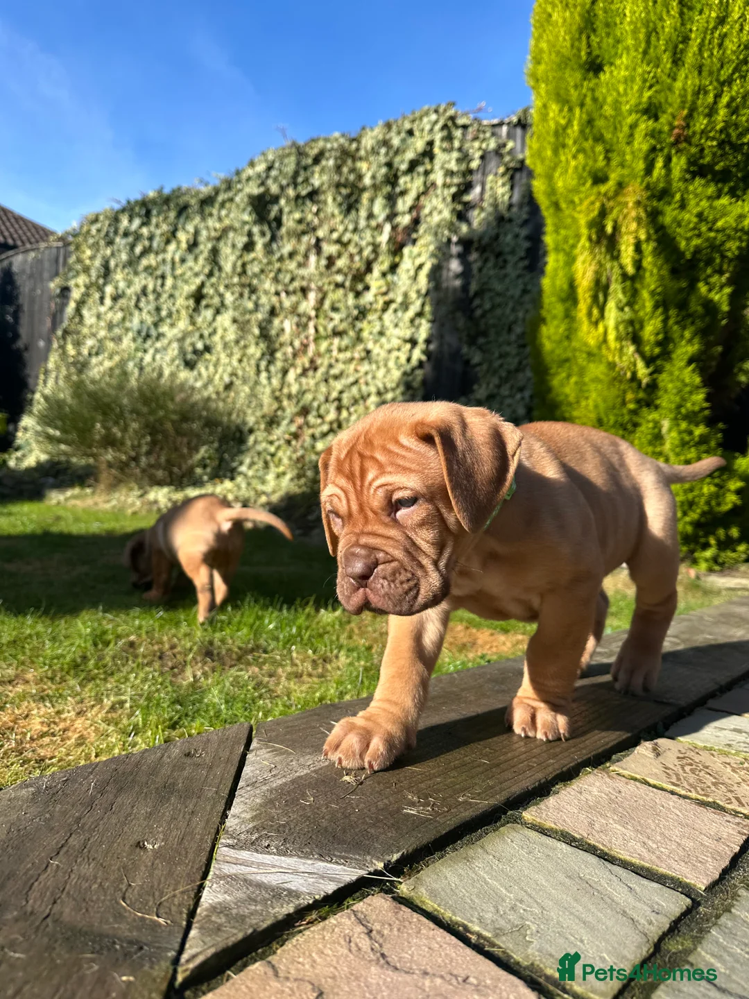 Dogue De Bordeaux dogs for sale: CHAMPION BLOODLINE chunky Dogue de Bordeaux Pup - Advert 23