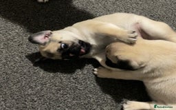 Pug dogs for sale: 2 beautiful pugs looking for their forever home - Image 5