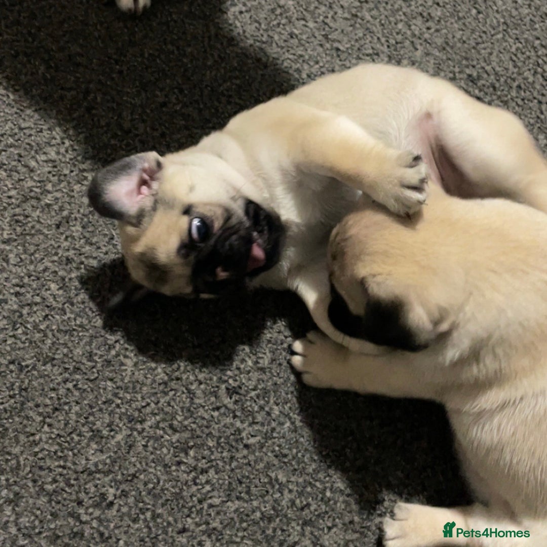 Pug dogs for sale: 2 beautiful pugs looking for their forever home - Image 5