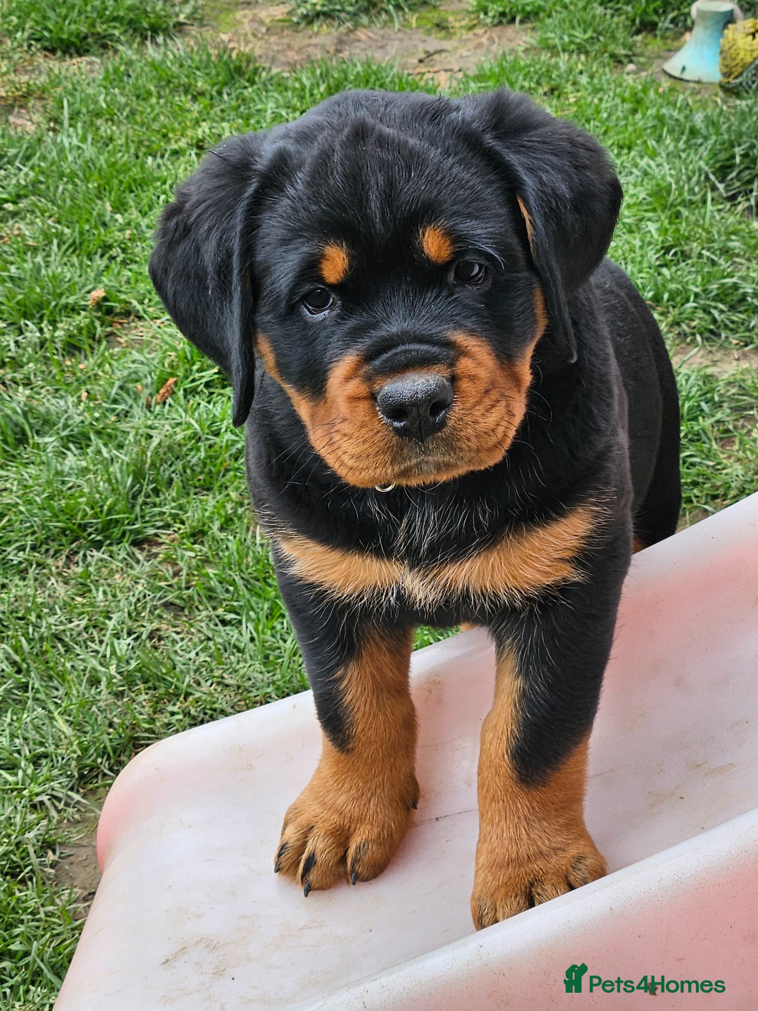 Rottweiler dogs Beautiful chunky puppies vet checked clear  - Advert 18