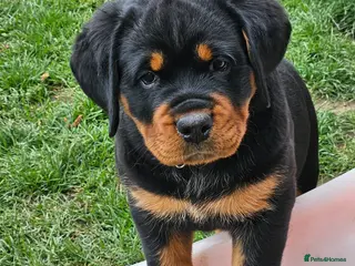 Rottweiler dogs Beautiful chunky puppies vet checked clear - Advert 18