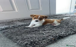 Jack Russell dogs for sale: Adorable Short Legged Jack Russell Puppies - Image 1