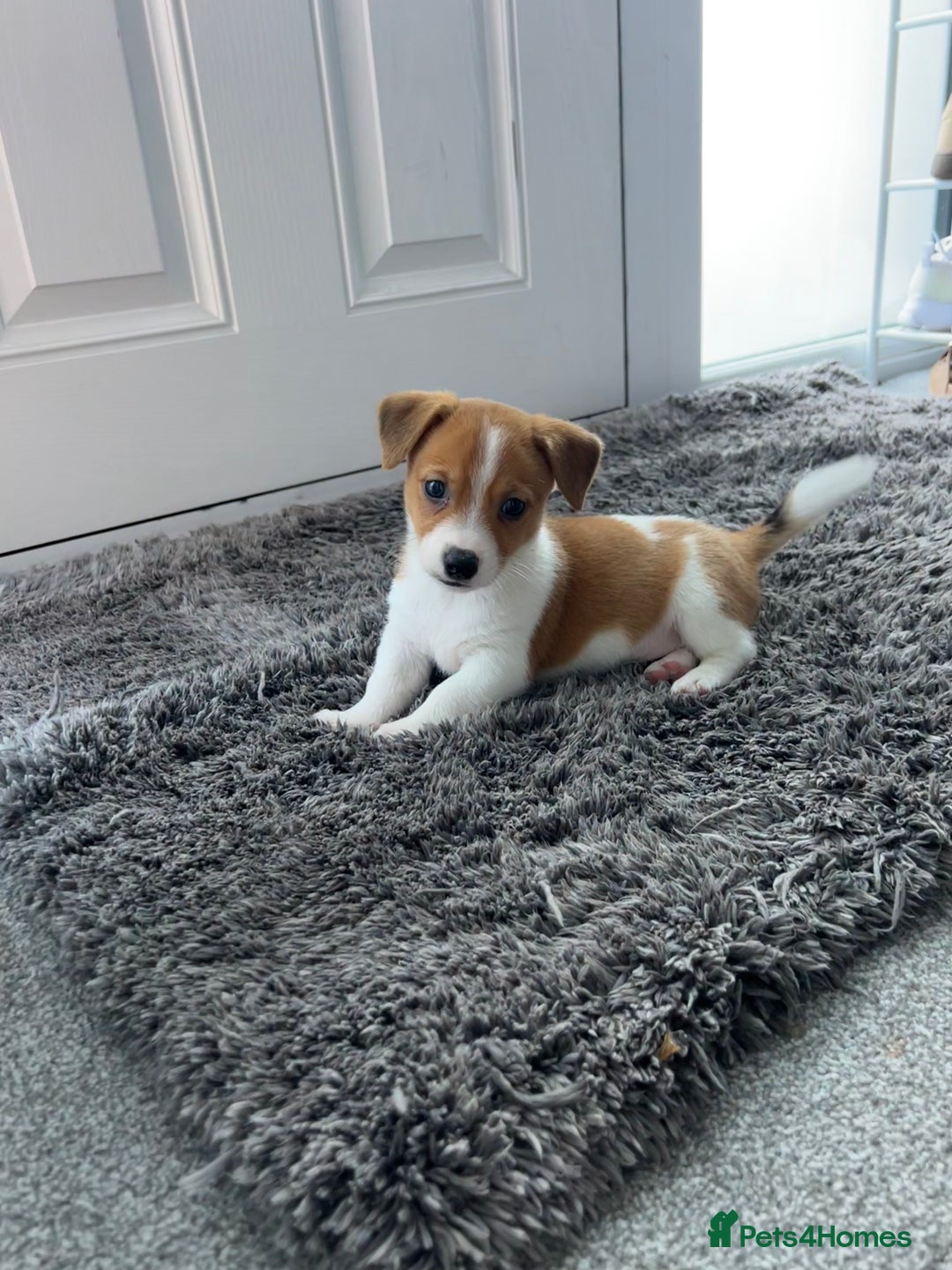 Jack Russell dogs for sale: Adorable Short Legged Jack Russell Puppies - Image 1