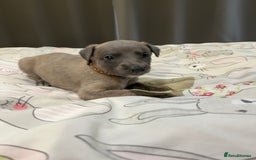 Whippet dogs for sale: Whippet puppies  - Image 31