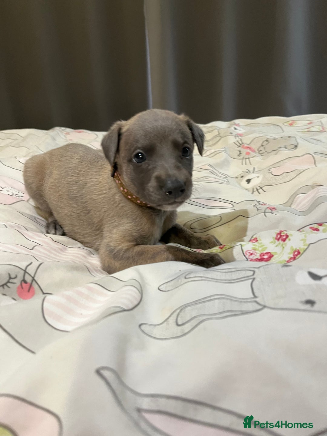 Whippet dogs for sale: Whippet puppies  - Image 31