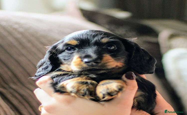 Miniature Dachshund dogs - Advert 4