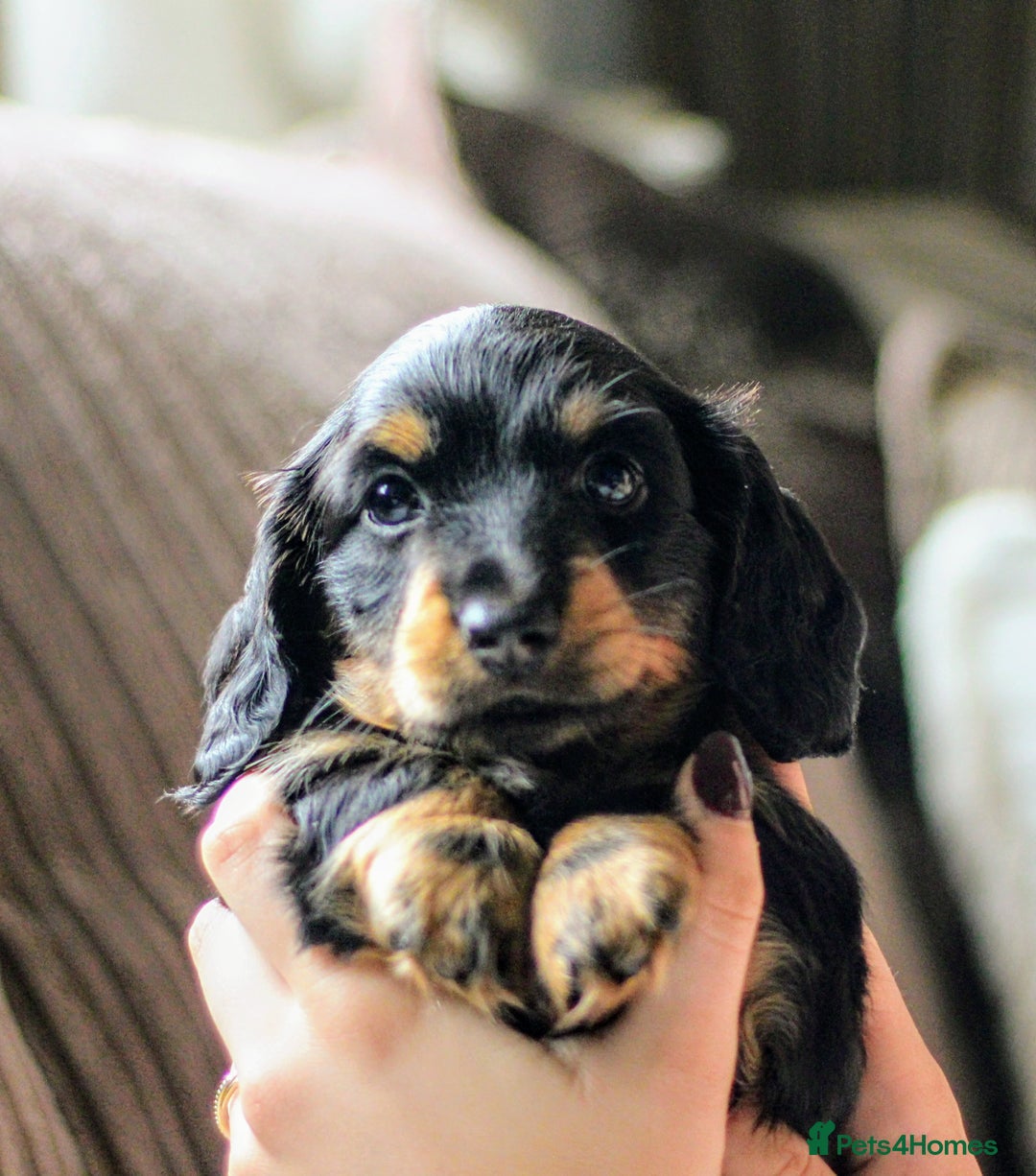 Miniature Dachshund dogs for sale: Male Miniature Dachshund Puppy  - Image 1