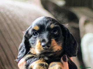 Miniature Dachshund dogs - Advert 23