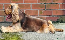 Cavapoo dogs for sale: F1 Sable Cockapoo litter arrived - Image 2