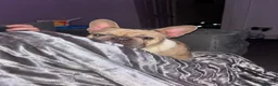 French Bulldog dogs for sale: French bulldog - Advert 4