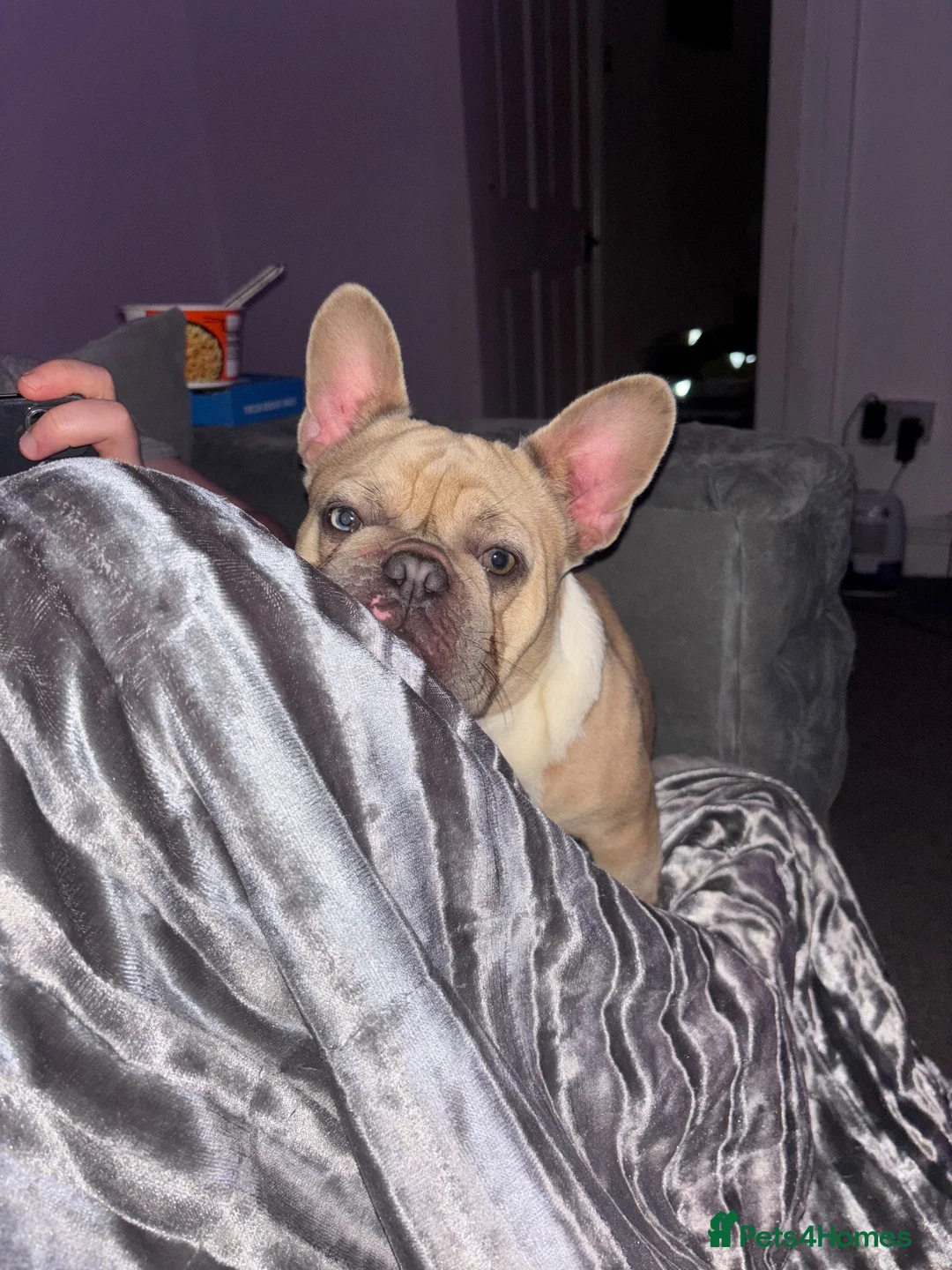 French Bulldog dogs for sale: French bulldog - Advert 4