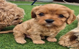 Cavapoo dogs for sale: Cavapoo puppies available from 27.9.25 - Image 8
