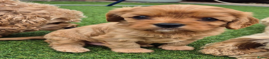 Cavapoo Puppy 1