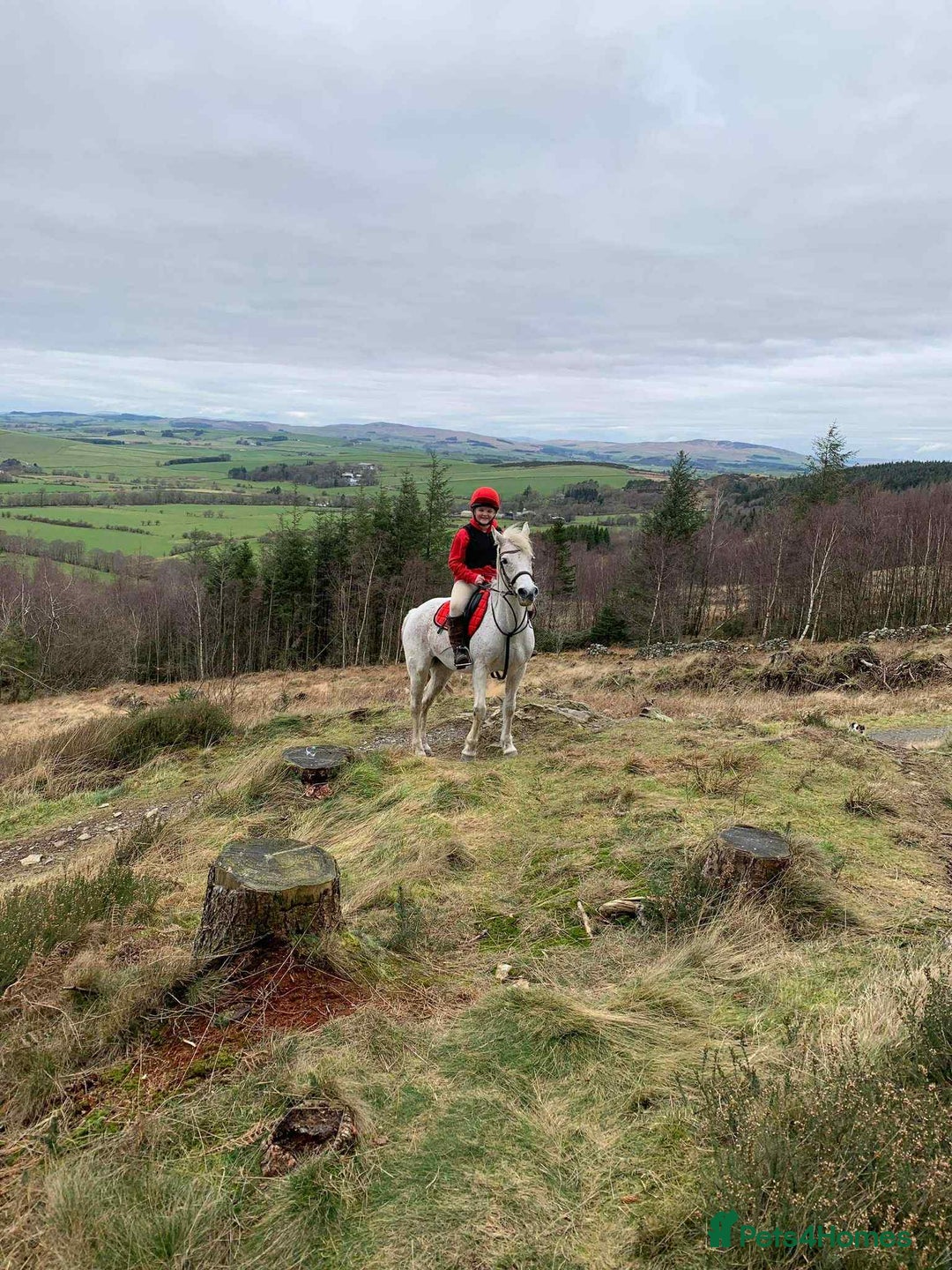 Connemara horses for sale: Abros 🫶🏻🥕 - Image 7