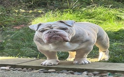 English Bulldog dogs for sale: Albie  - Advert 5