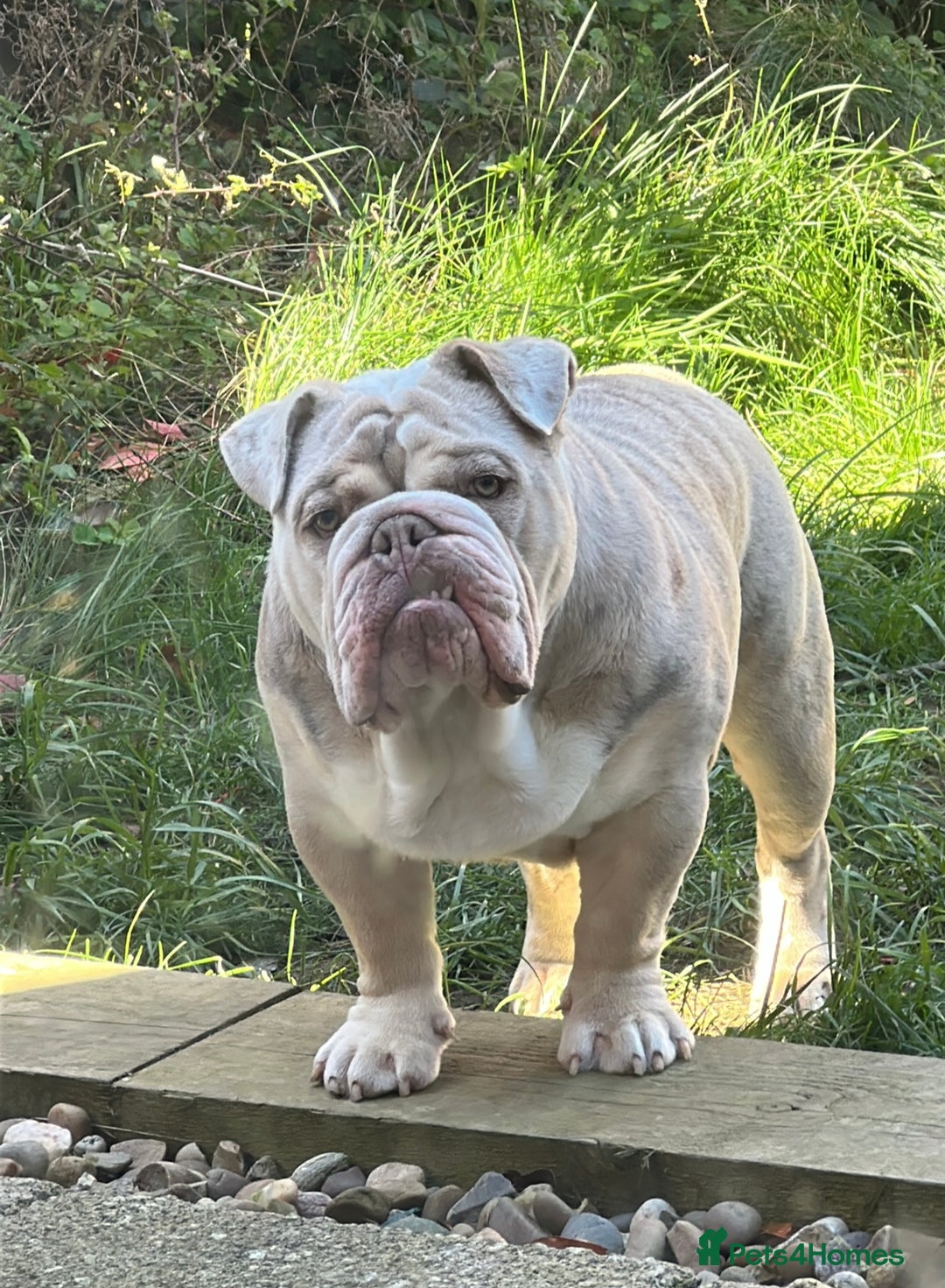 English Bulldog dogs for sale: Albie  - Advert 5