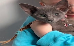 Oriental cats for sale: Blue Oriental female kitten  - Image 4