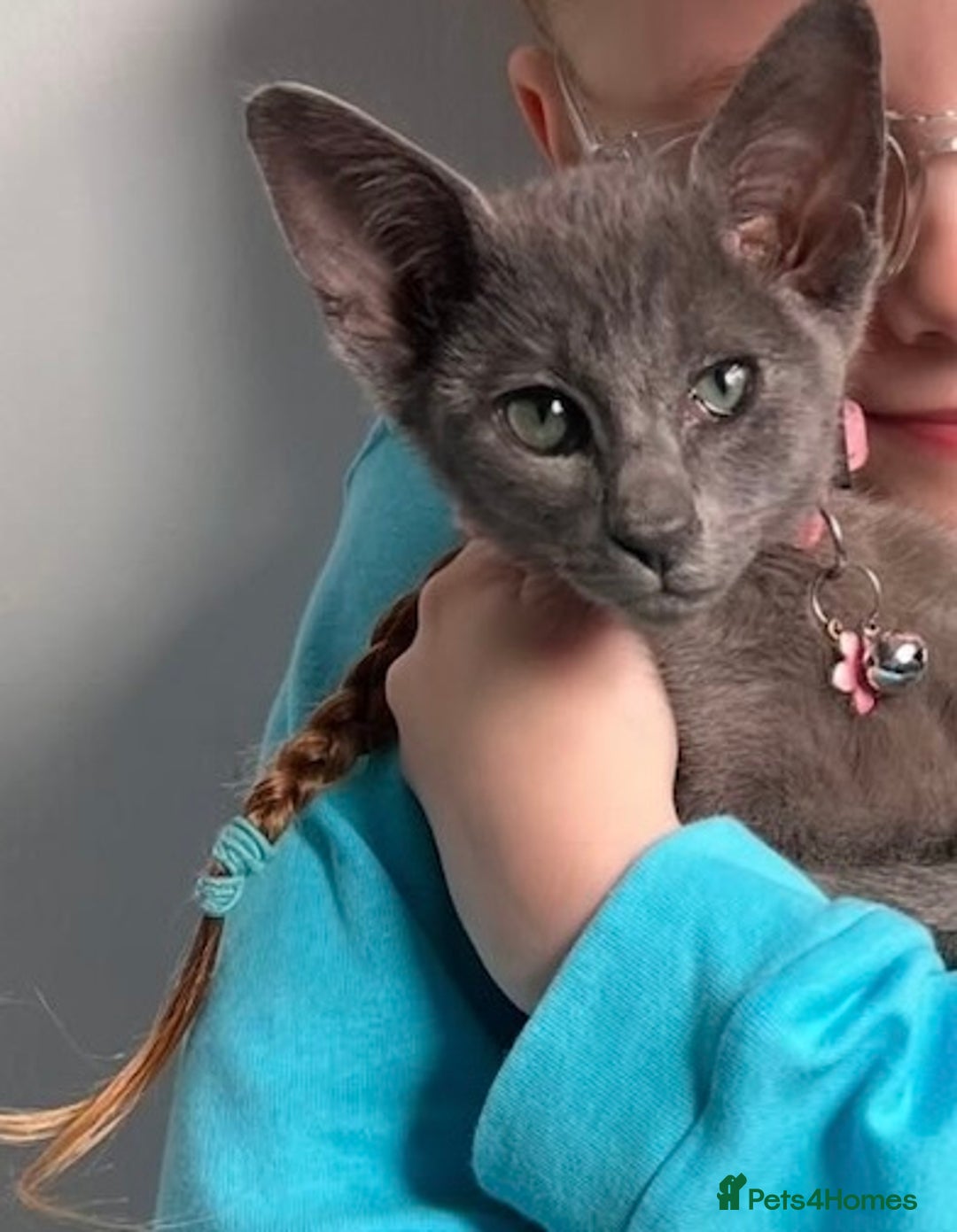 Oriental cats for sale: Blue Oriental female kitten  - Image 4