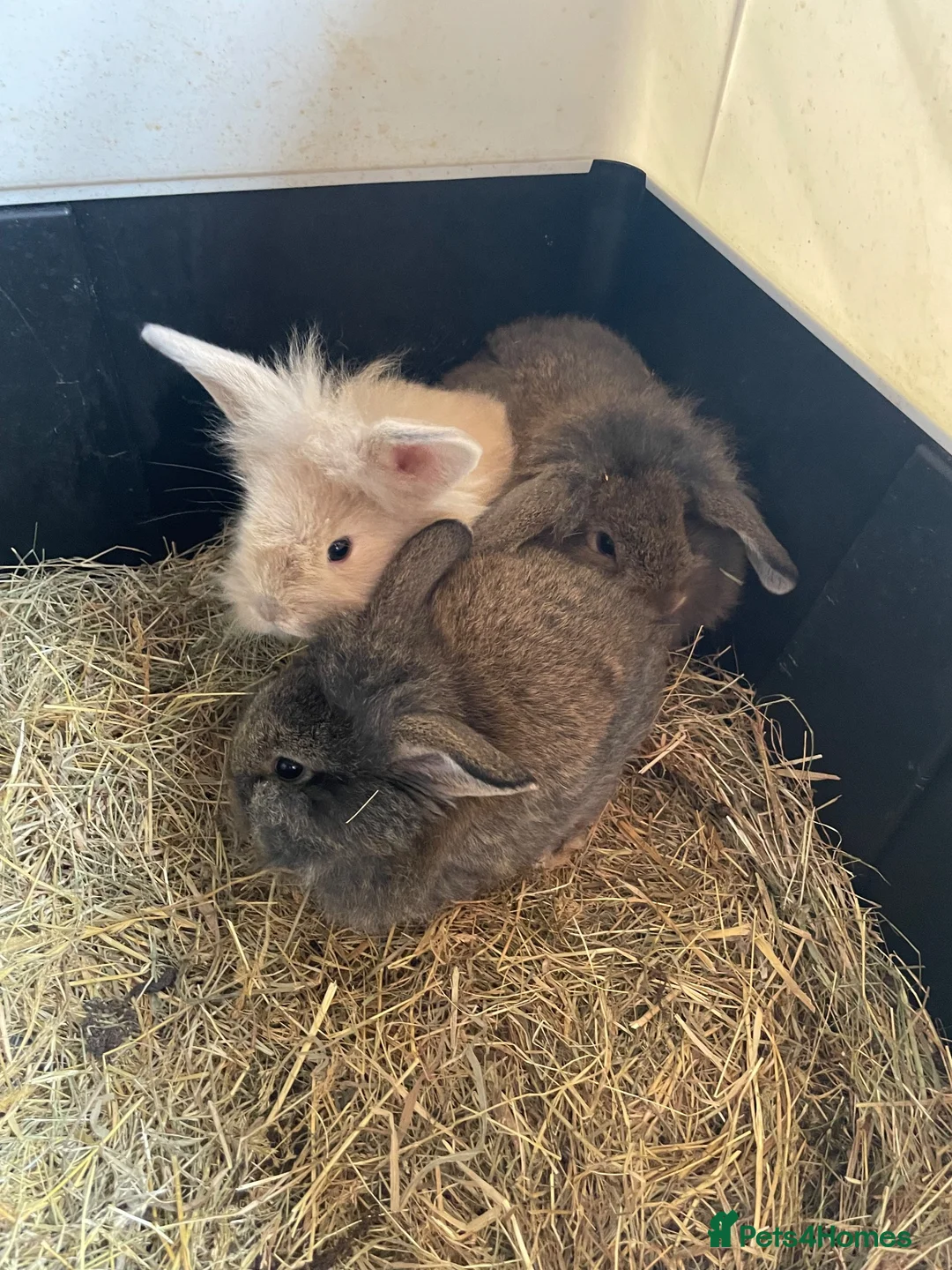 Mini Lion Lop rabbits for sale: Mini lion lop rabbits for sale - Advert 12